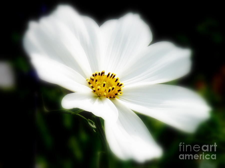 White Flower Photograph by Diane E Berry