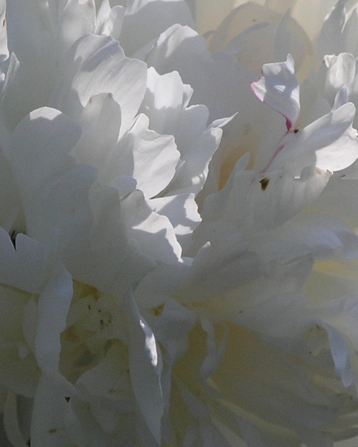 Nature Photograph - White Peony Early Morning by Janis Beauchamp