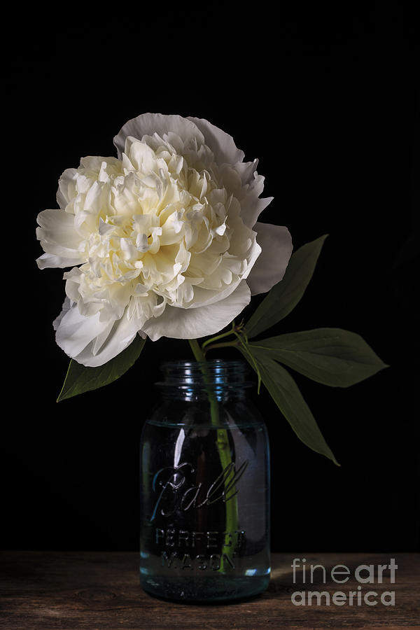 Vintage Photograph - White Peony Flower by Edward Fielding