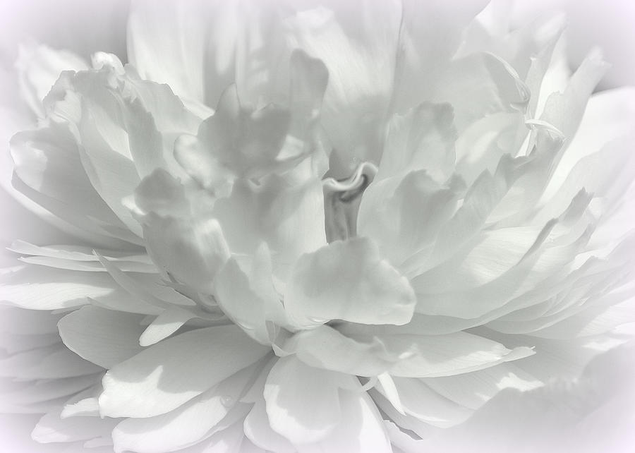 White Peony II Black and White Photograph by Joan Han