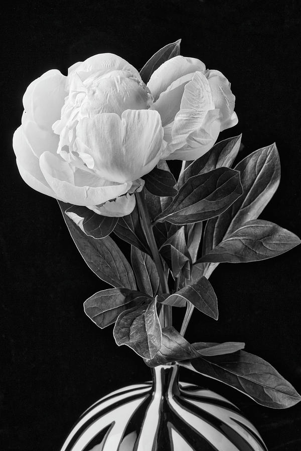 White Peony In Striped Vase Photograph by Garry Gay