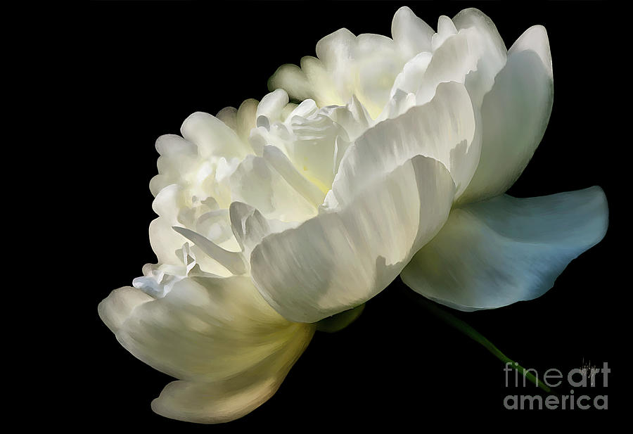 White Peony In The Light Digital Art by Lois Bryan