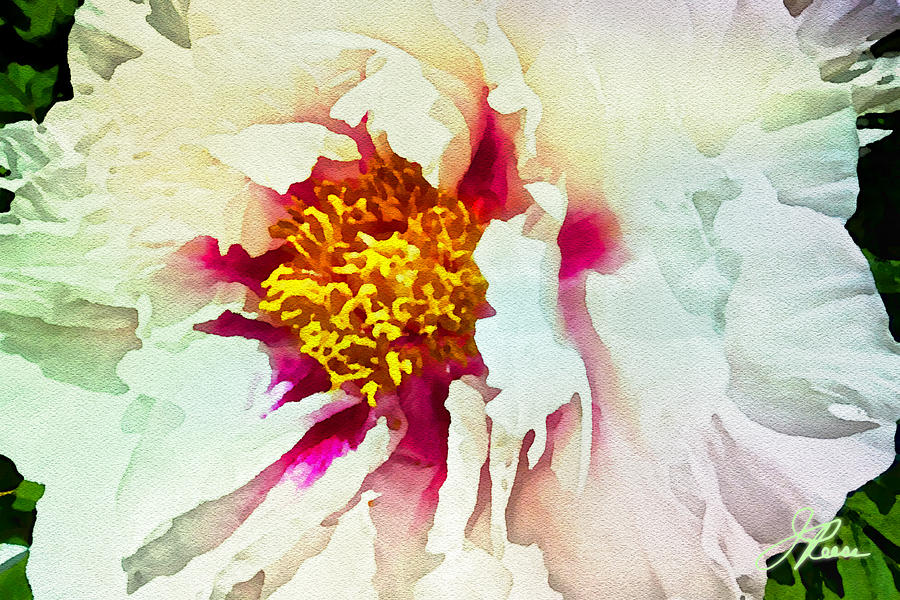 White Peony Painting by Joan Reese