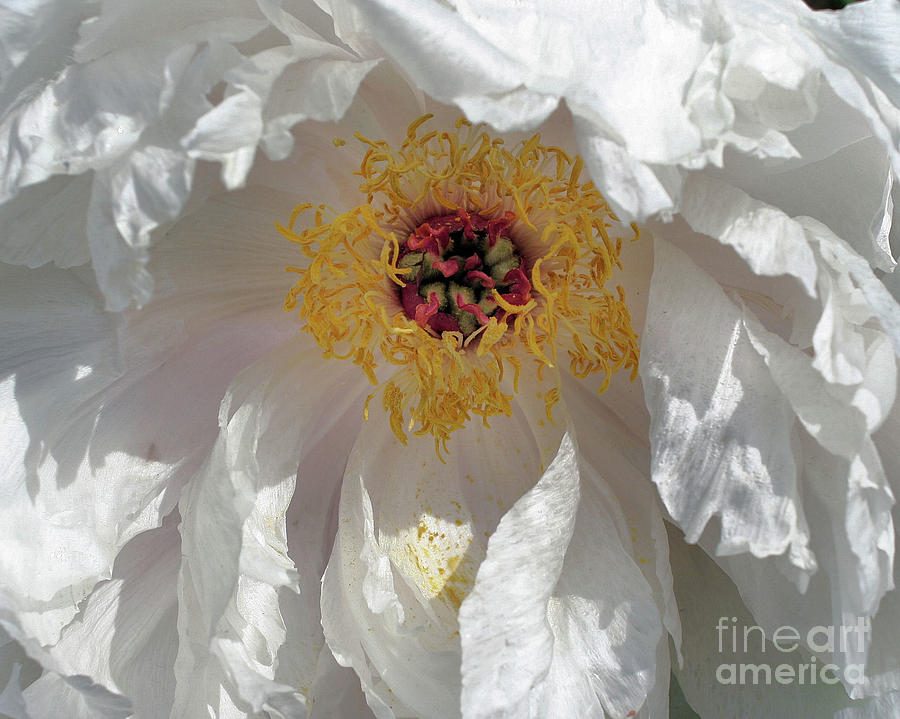 White Peony Petals Photograph by Smilin Eyes Treasures