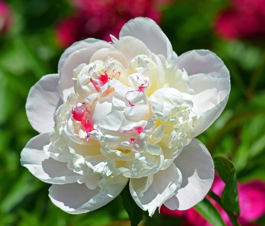 White Peony Photograph by Rodney Campbell