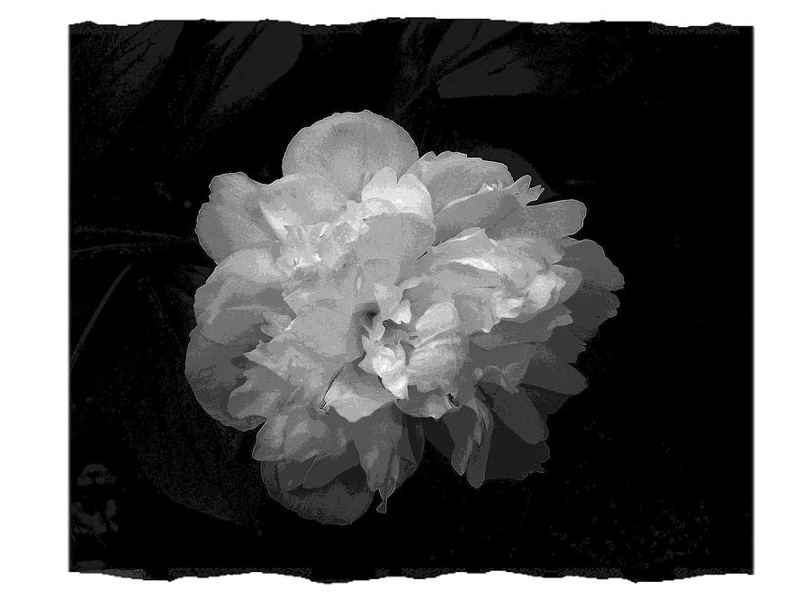 White Peony Rose in BW Photograph by Margie Avellino