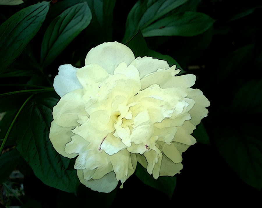 White Peony Rose Sumie Print Photograph by Margie Avellino