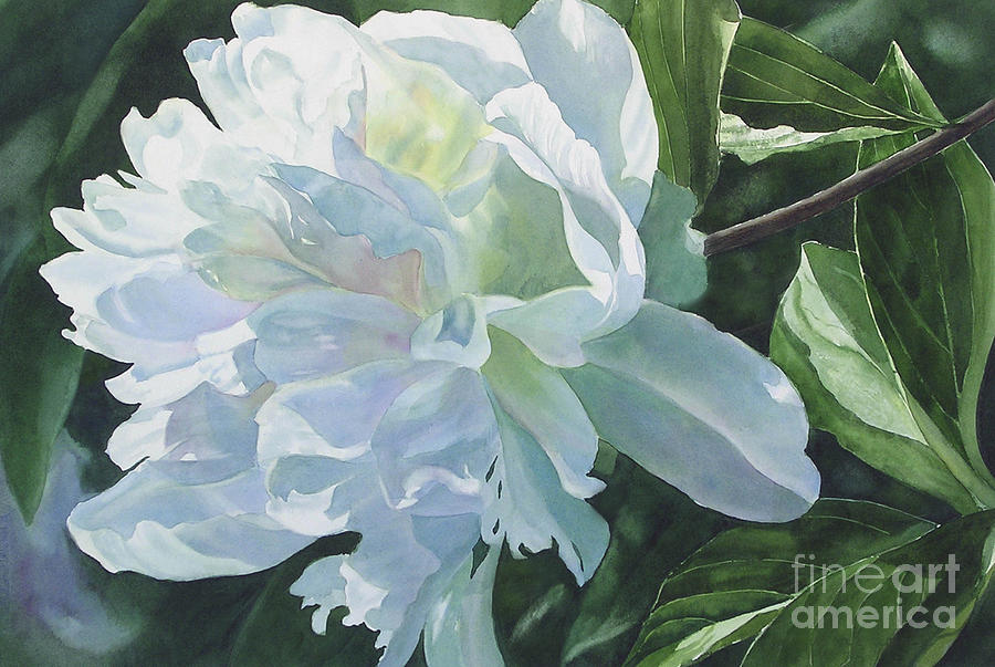 Floral Watercolor Painting - White Peony by Sharon Freeman
