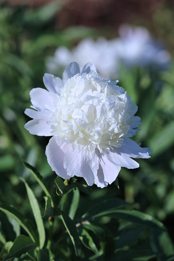 White Peony Photograph by Theresa Campbell
