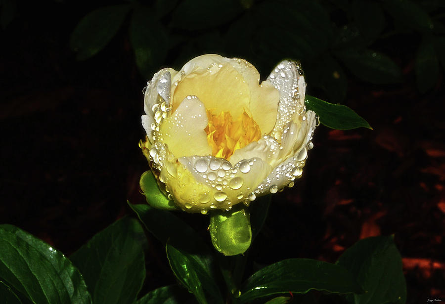 White Peony With Raindrops 003 Photograph by George Bostian