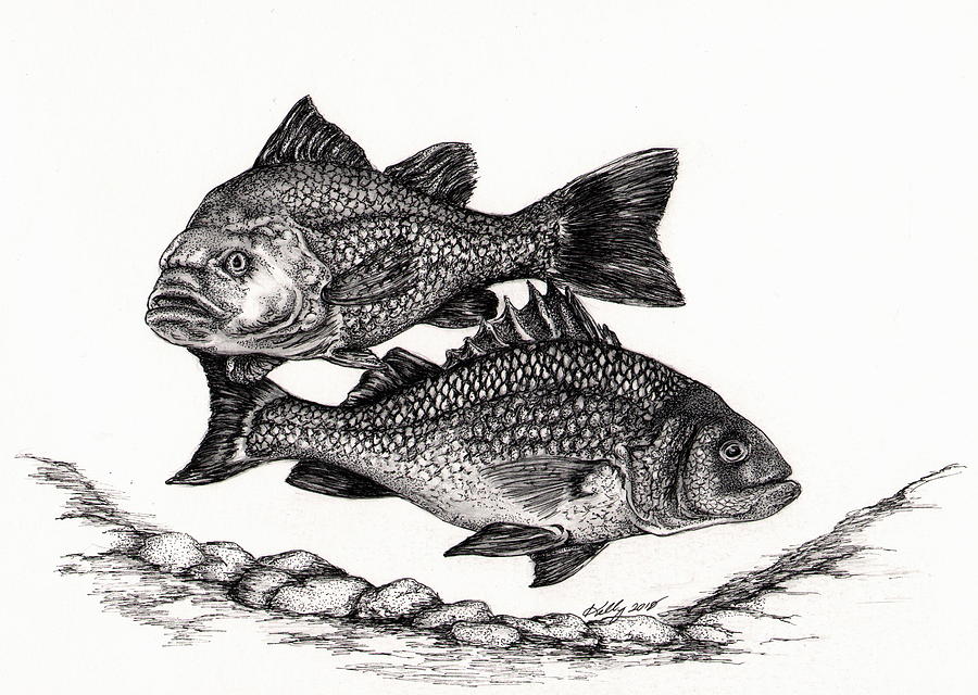 White Perch Drawing by Kathleen Kelly Thompson