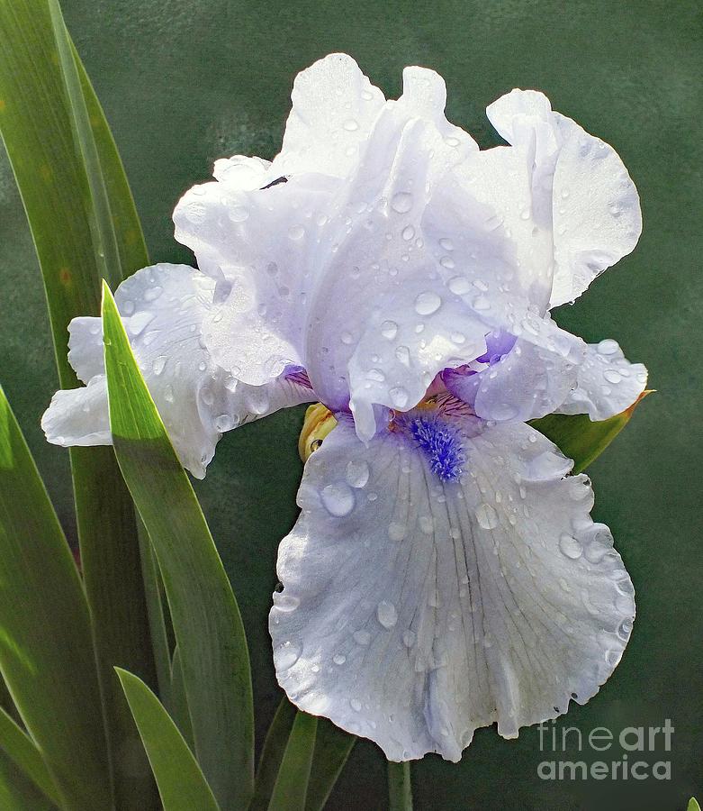 White Perfection - Bearded Iris Photograph by Cindy Treger