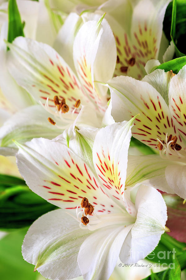 White Peruvian Lilies In Bloom Photograph by Richard J Thompson
