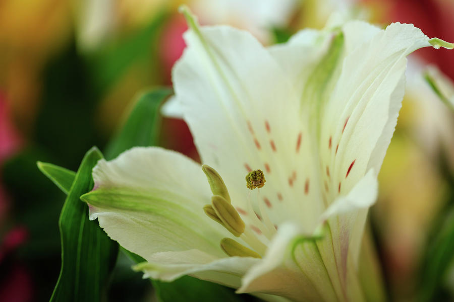 White Peruvian Lily Close-up Photograph by Joni Eskridge