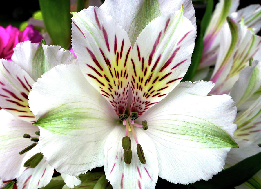 White Peruvian Lily Photograph by Cristina Stefan