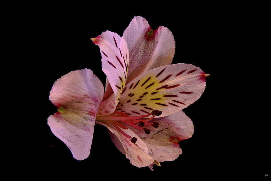 Lily Photograph - White Peruvian Lily by Jason Blalock