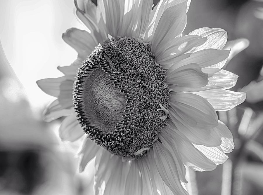 White petal sunflower Photograph by Lynn Hopwood