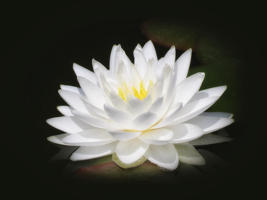 Flowers Still Life Photograph - White Petals Glow - Water Lily by MTBobbins Photography