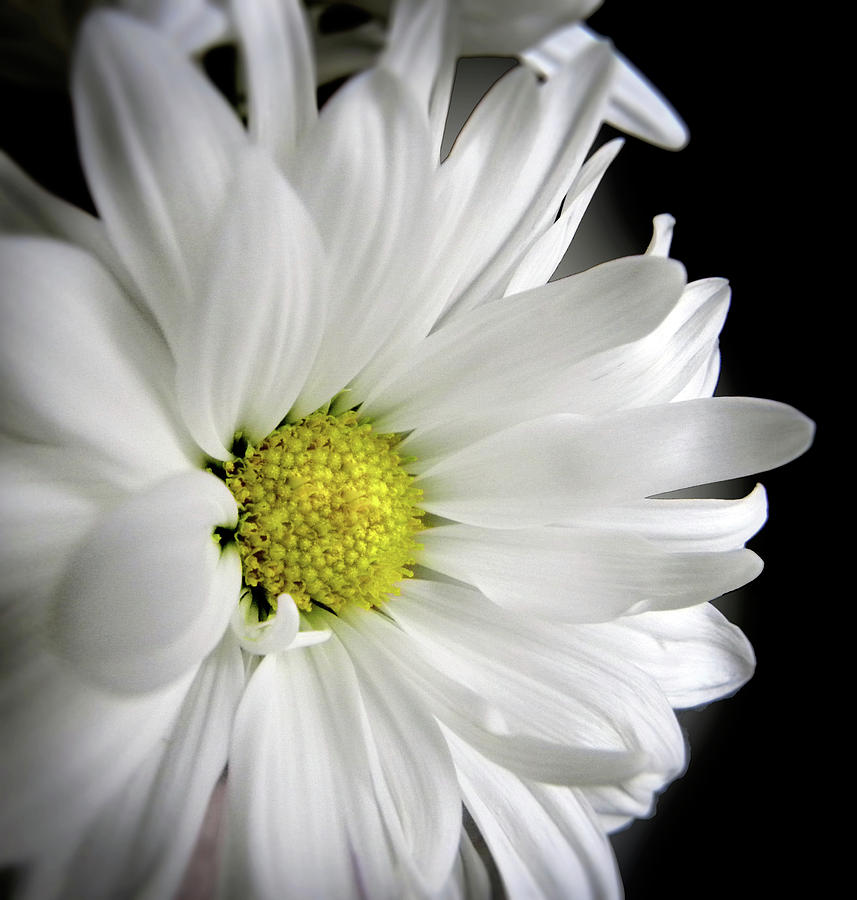 top 100+ Pictures white flower with a lot of petals Updated