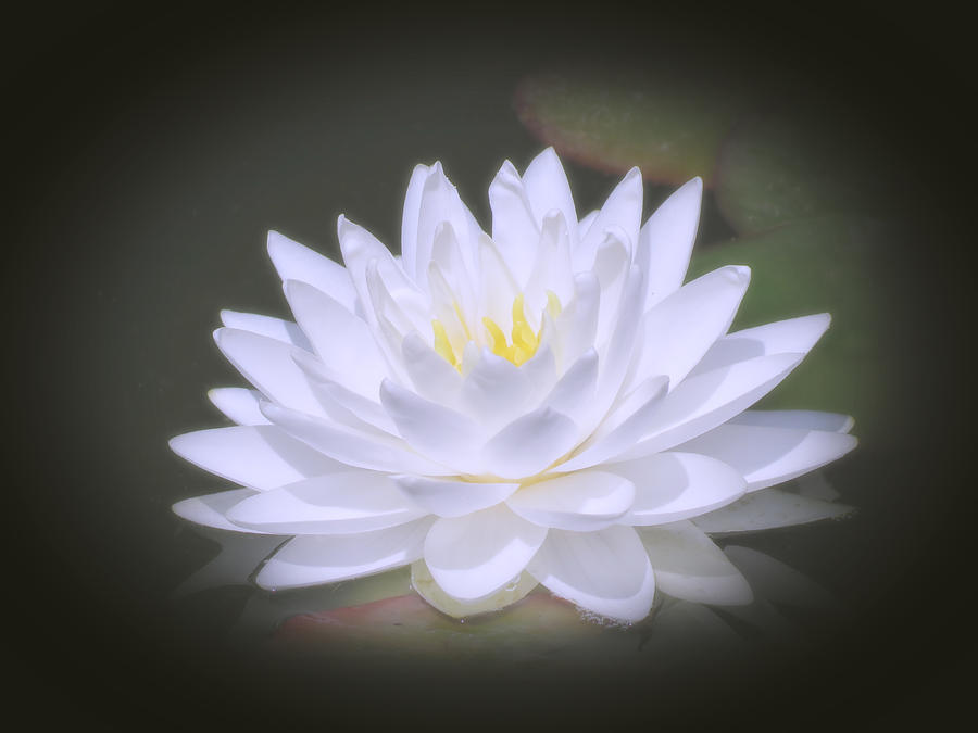 White Petals Pastel - Water Lily Photograph by MTBobbins Photography