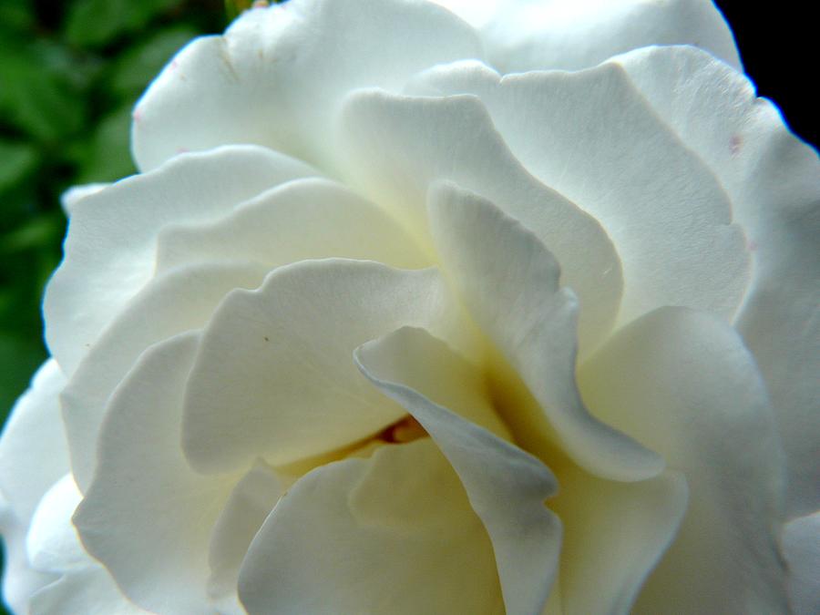White Petals Photograph by Valerie Ornstein