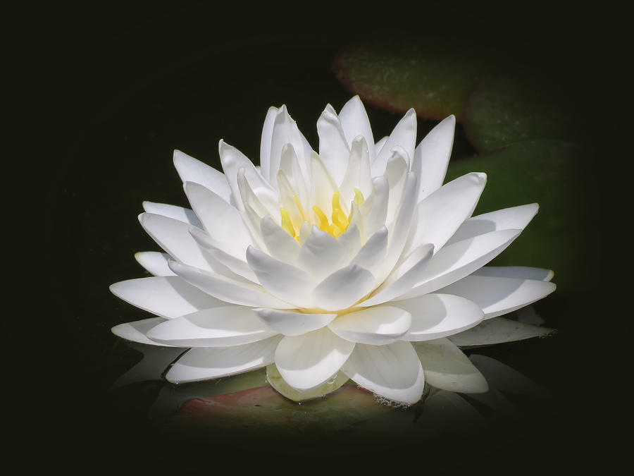 White Petals - Water Lily Photograph by MTBobbins Photography