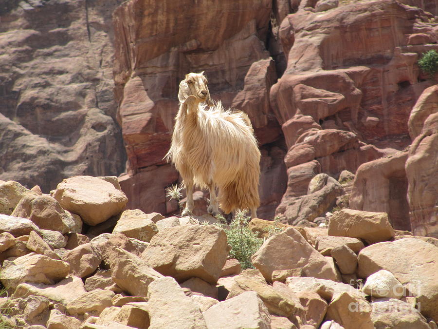 White Petra Goat Photograph by Donna L Munro