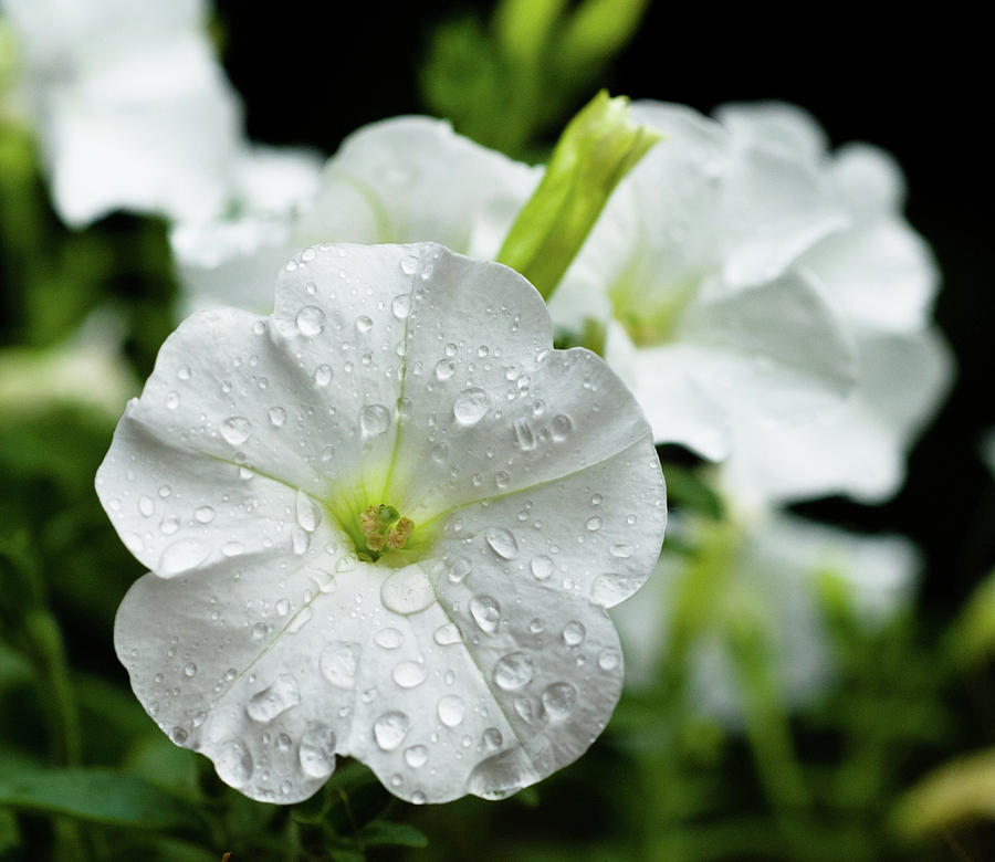 White Petunia, Balcony Garden, Hunter Hill, Hagerstown, Maryland Photograph by James Oppenheim