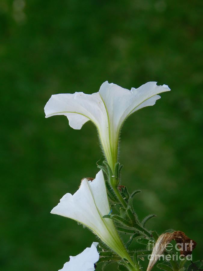 White Petunia Blossoms Photograph