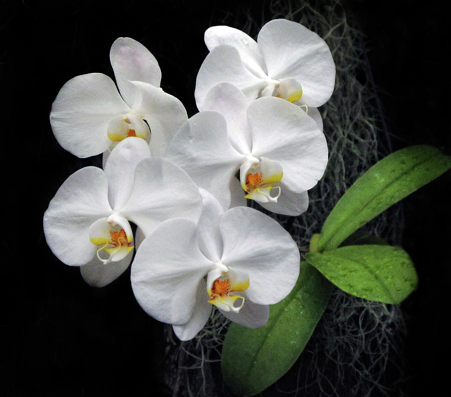 White Phalaenopsis Photograph by Dave Mills