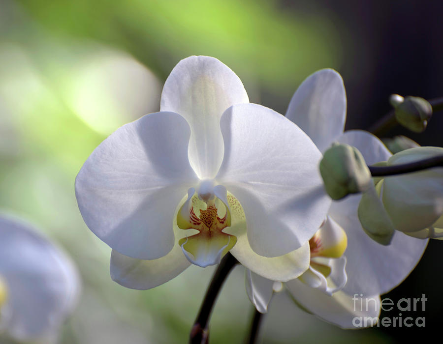 White Orchid Photograph - White Phalaenopsis Orchid 5 of 8 by Terri Winkler