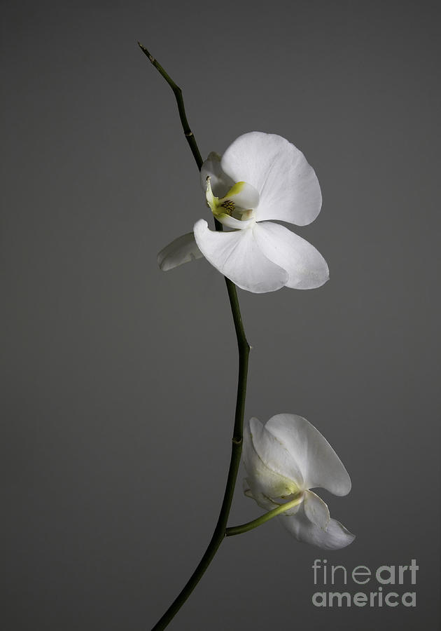 White Phalaenopsis Orchid Photograph by Diane Diederich