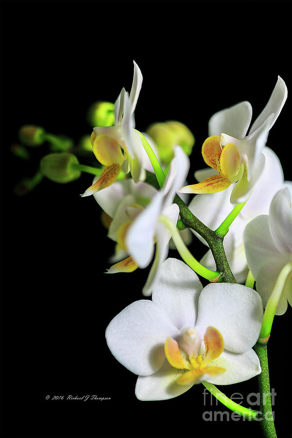 White Phalaenopsis Orchid Photograph by Richard J Thompson