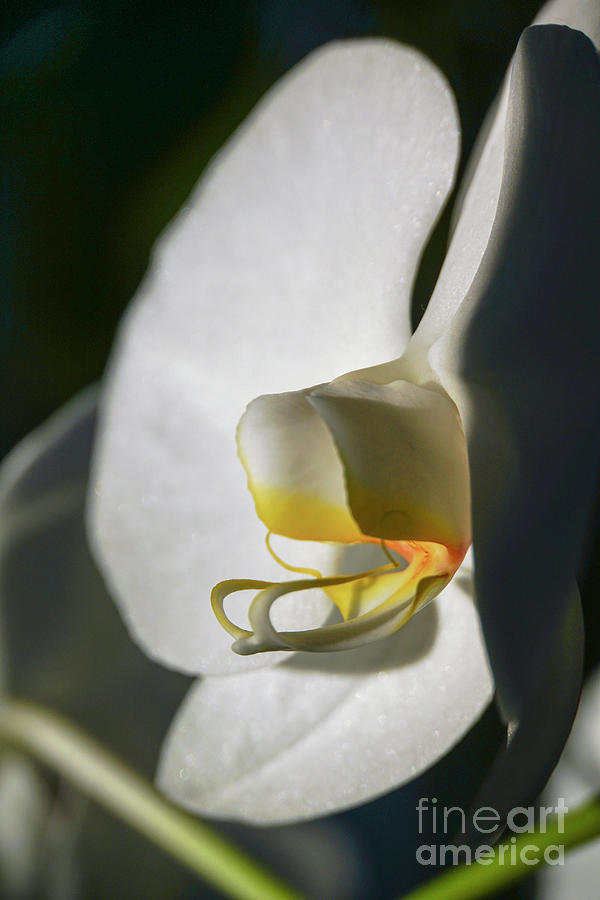 White Phaleanopsis Orchid  Photograph by Vladi Alon