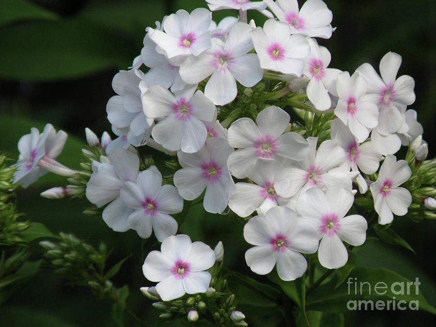 White Phlox with Pink Centers Blooming in a Garden Photograph by DejaVu Designs