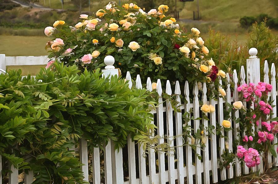 White Picket Fence Harmony Photograph by Barbara Snyder