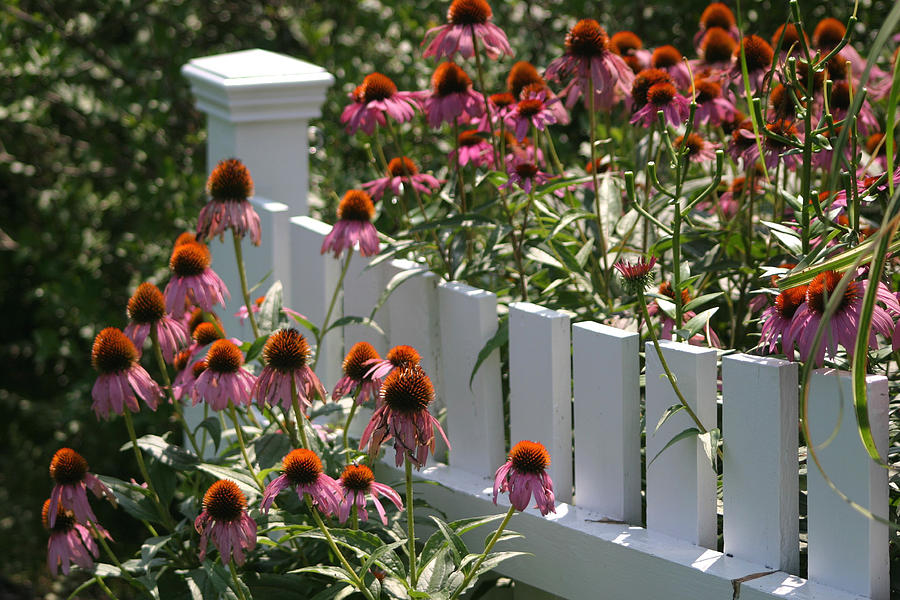 White Picket Fence Photograph by Living Color Photography Lorraine Lynch