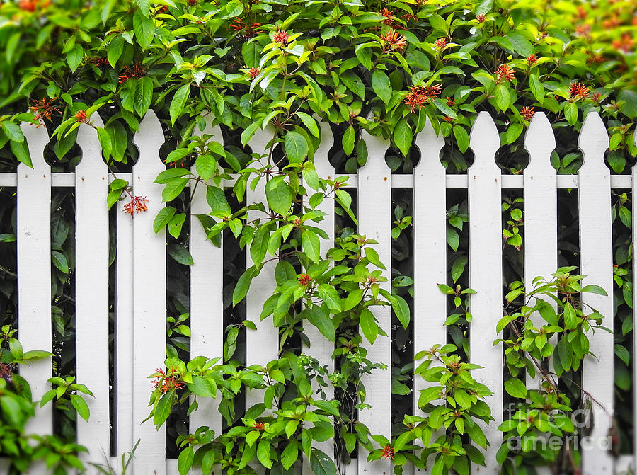 White Pickett Fence Photograph by Ella Kaye Dickey