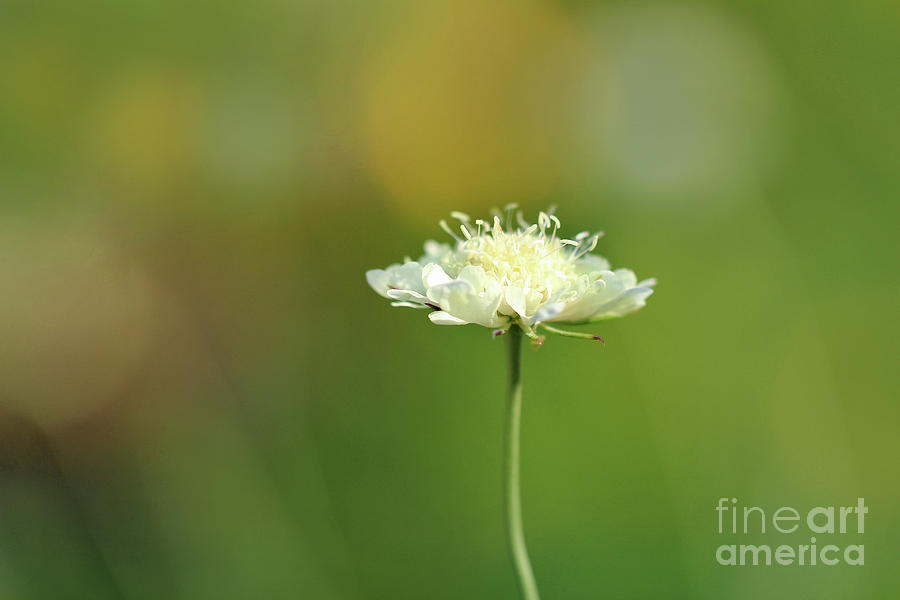 White Pincushion Flower Photograph by Karen Adams