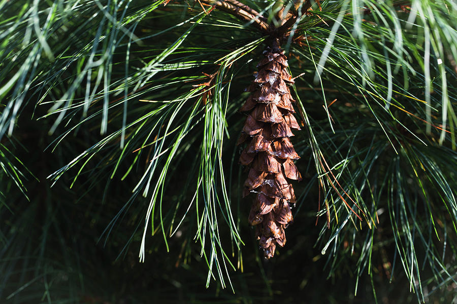 White Pine Cone Photograph by Andrew Pacheco