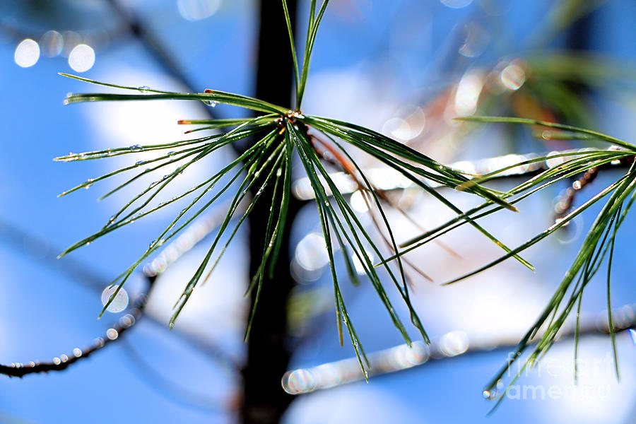 White Pine Photograph by Elizabeth Dow