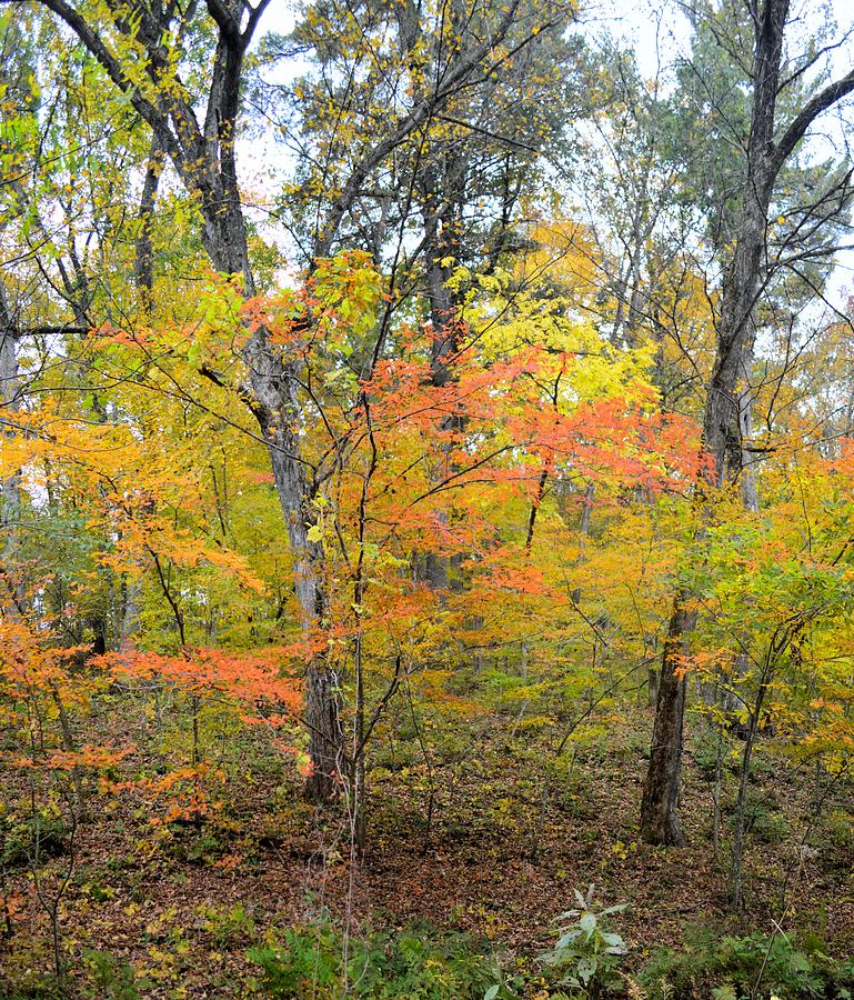 White Pine Hollow Autumn Photograph by Bonfire Photography