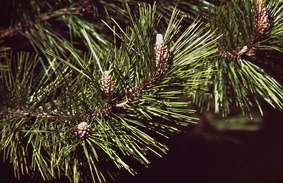 White Pine Tree Branch Needles And Cones Photograph By Rory Cubel 