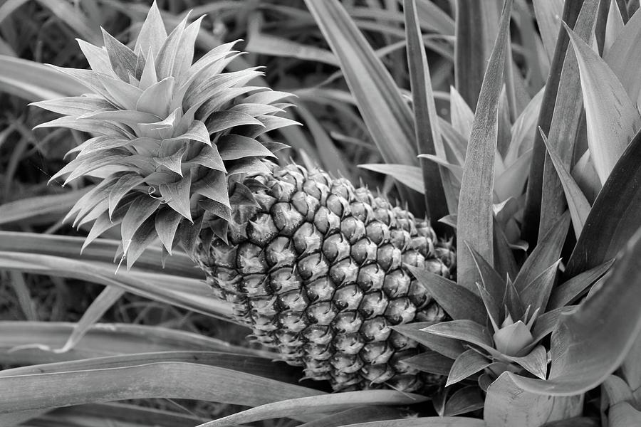 White Pineapple B/W Photograph By Kimberly Reeves - Fine Art America