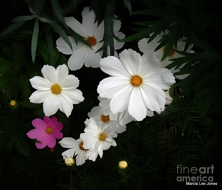 White/Pink Cosmos Photograph by Marcia Lee Jones