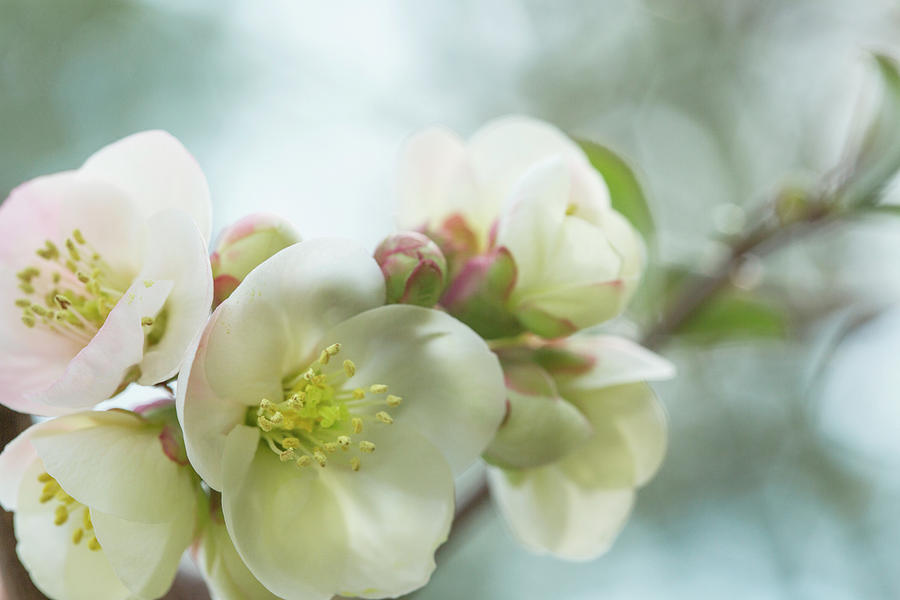 Fruit Photograph - White Pink Quince Blossom Branch by Iris Richardson
