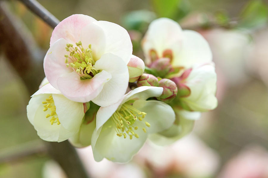 Fruit Photograph - White Pink Quince Blossom  by Iris Richardson