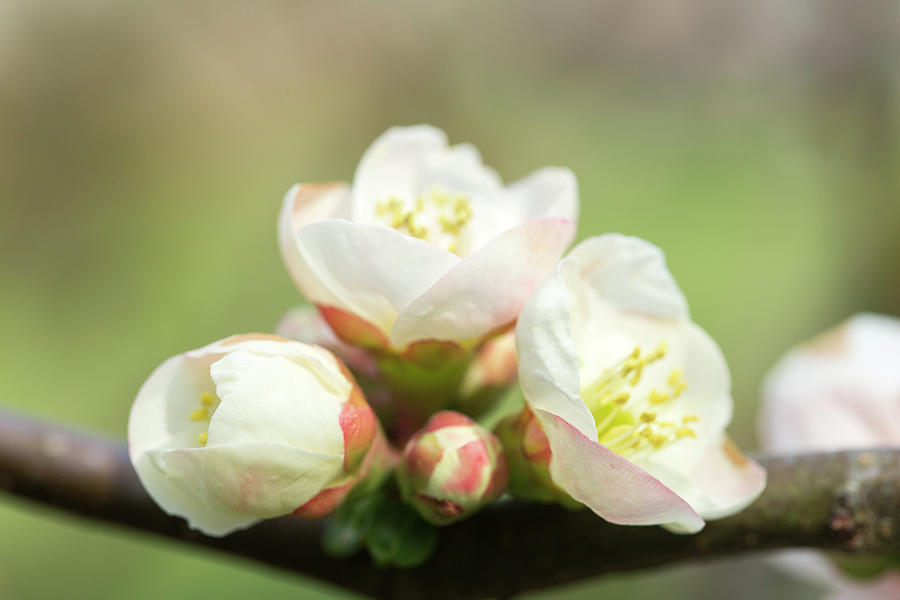 White Pink Quince Flowers Photograph by Iris Richardson