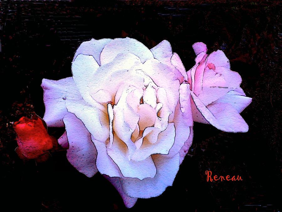 White - Pink Roses Photograph by A L Sadie Reneau