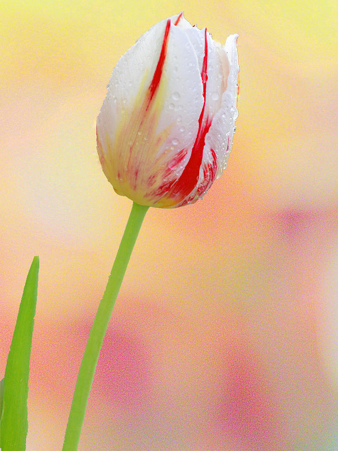 White and Red Tulip II Photograph by Joan Han